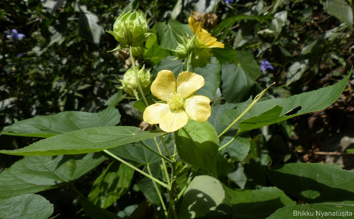 Abutilon subumbellatum Philcox